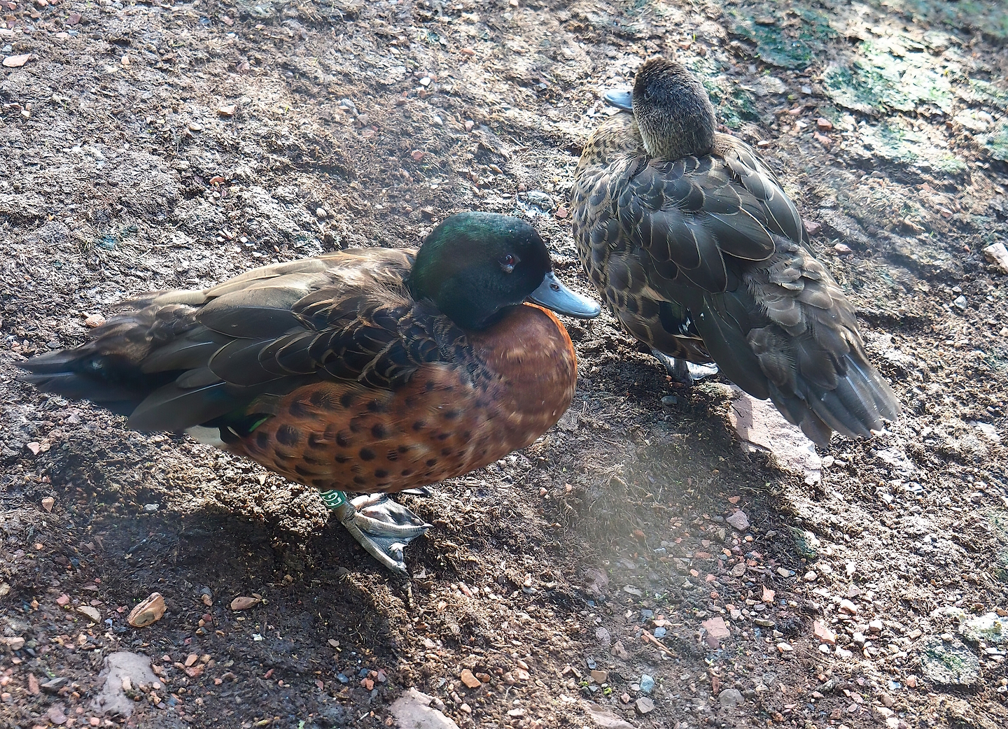 Chestnut teals (Anas castanea), 2022-09-12