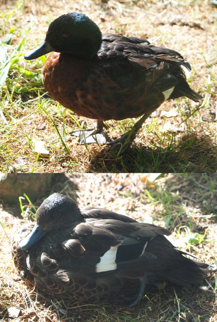 Chestnut teals (Anas castanea), Drake and hen, 2020-06-12