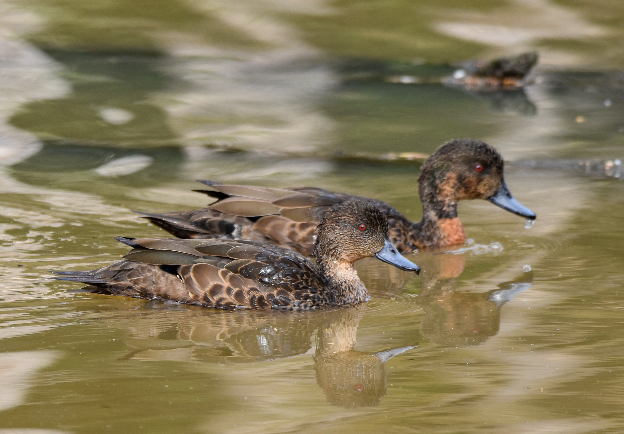 Chestnut Teals
