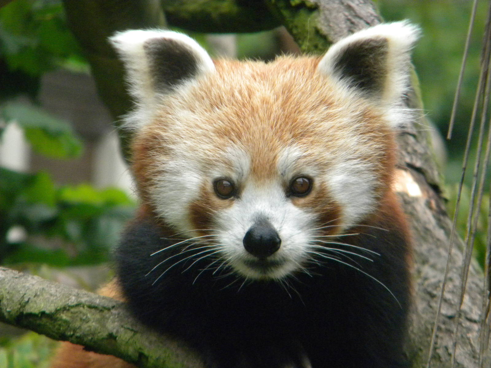 Chestnut the Red Panda at Blackpool Zoo 25/06/11