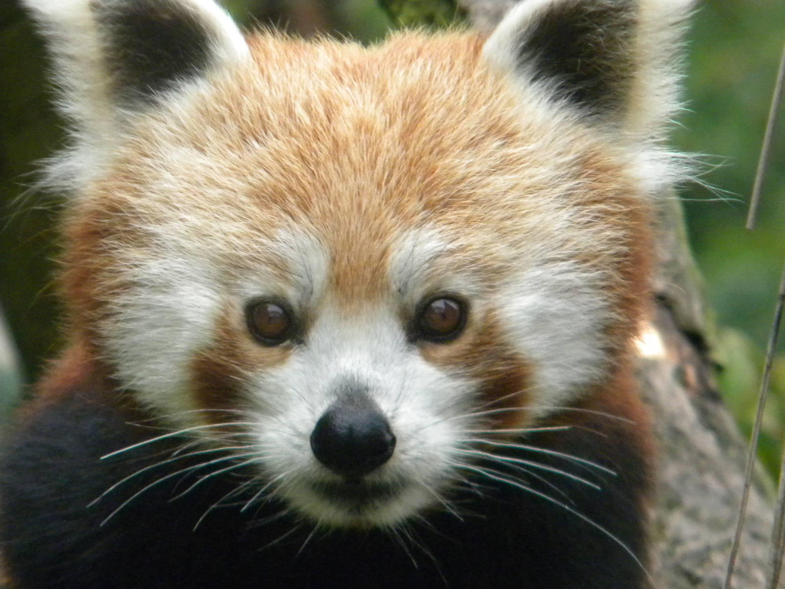 Chestnut the Red Panda at Blackpool Zoo 25/06/11