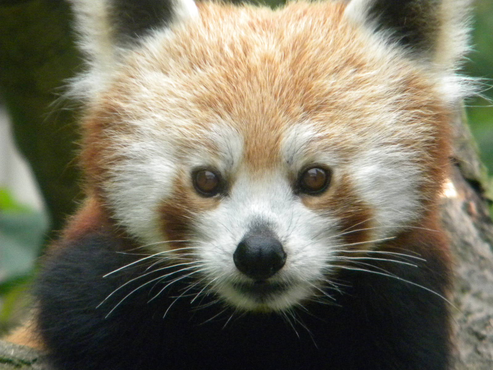 Chestnut the Red Panda at Blackpool Zoo 25/06/11