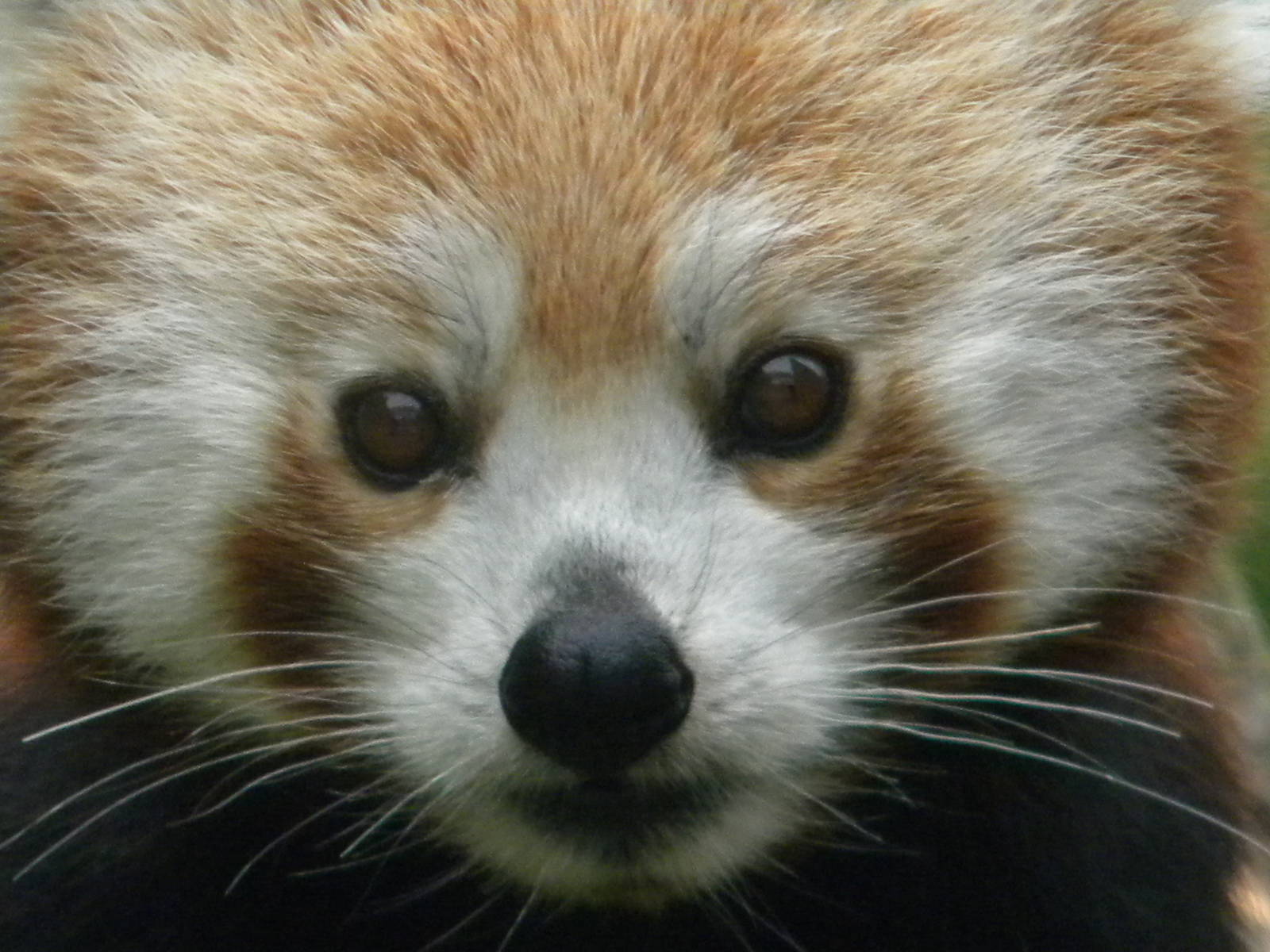Chestnut the Red Panda at Blackpool Zoo 25/06/11