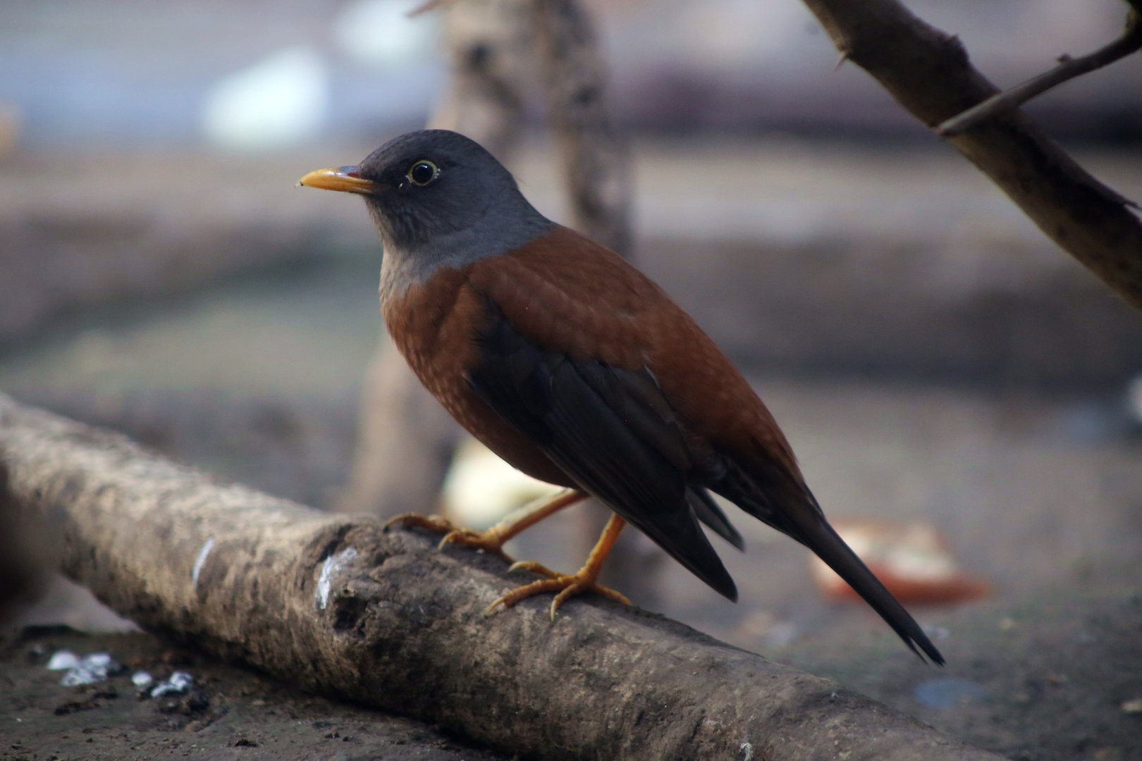 Chestnut Thrush (Turdus rubrocanus)