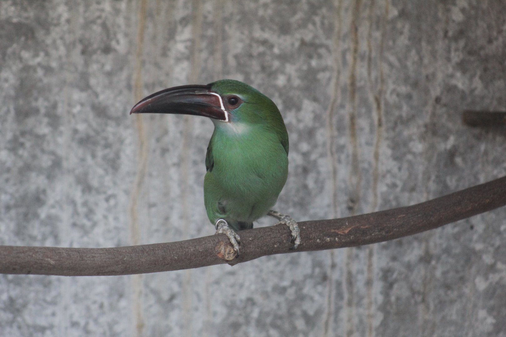 Chestnut-Tipped Toucanet