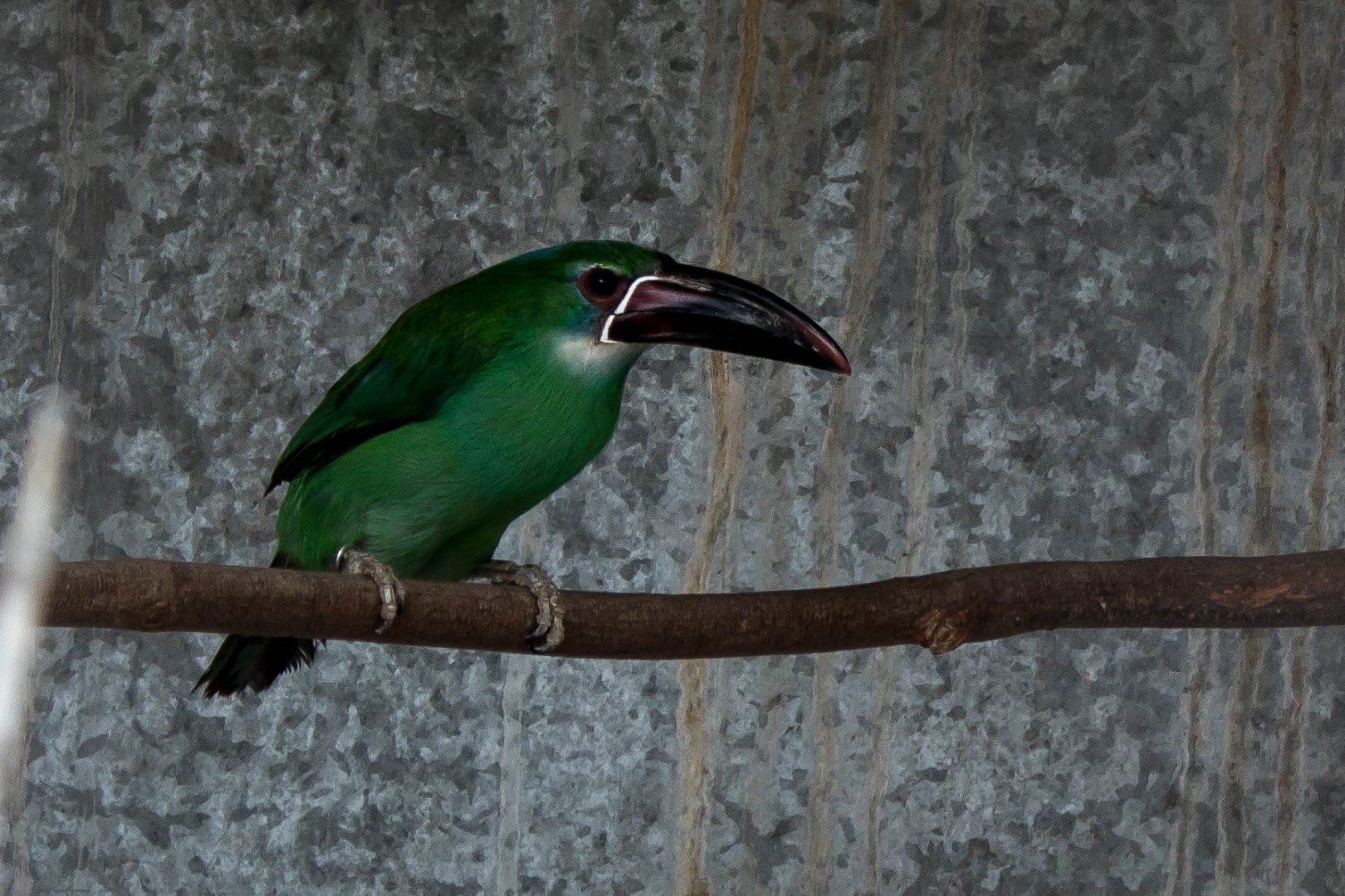 Chestnut-tipped toucanet