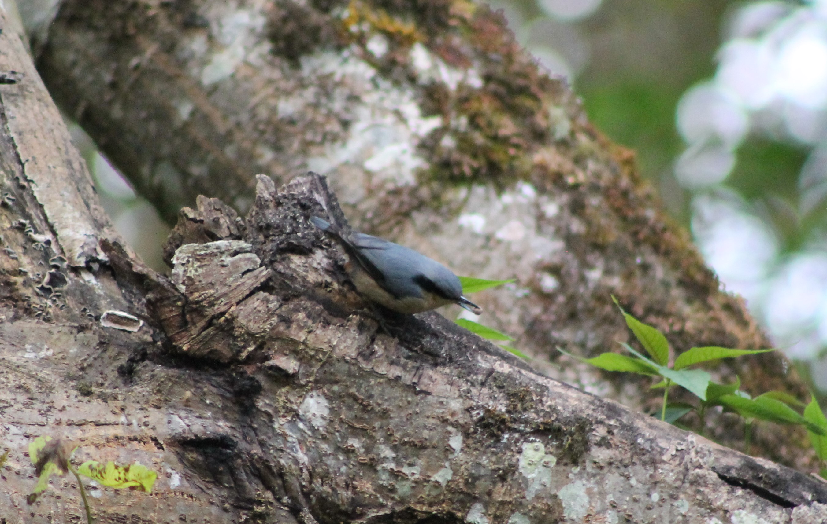 Chestnut-vented Nuthatch (Sitta nagaensis)