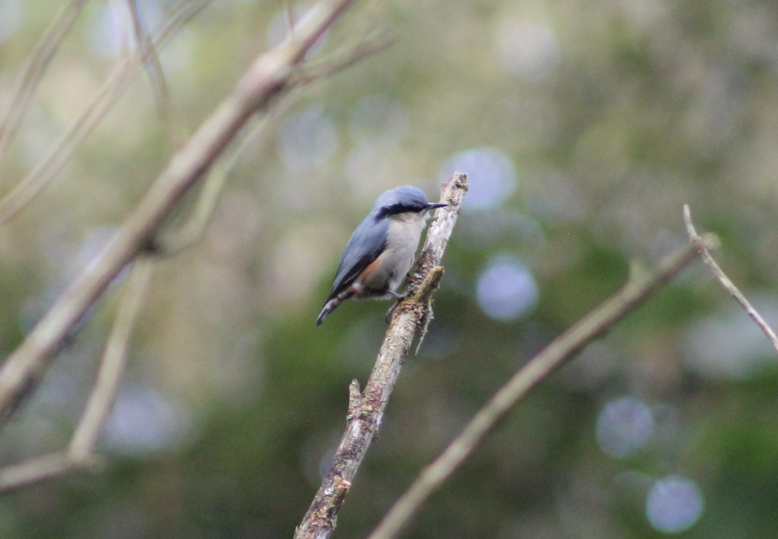 Chestnut-vented Nuthatch (Sitta nagaensis)