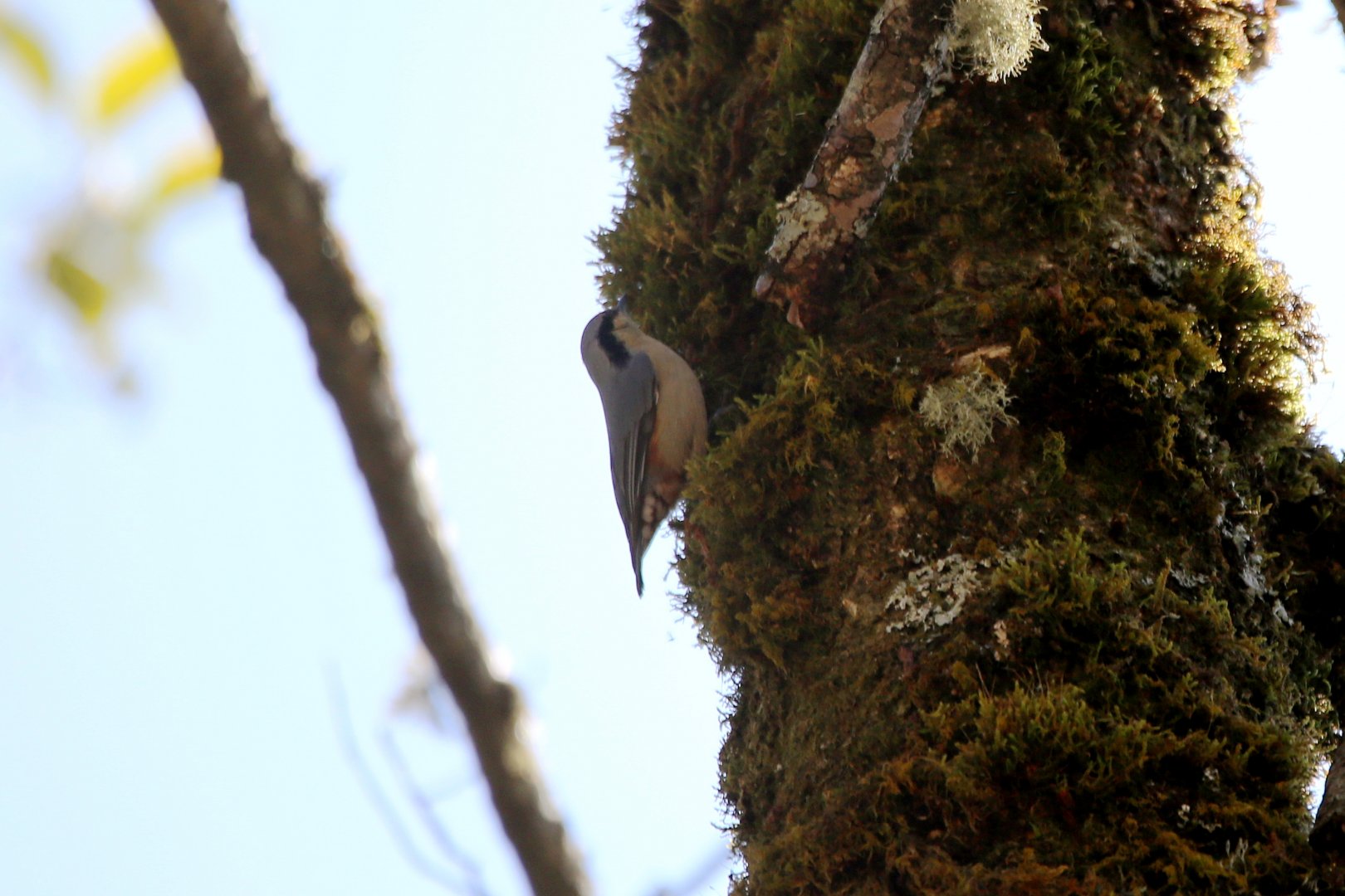 Chestnut-vented Nuthatch (Sitta nagaensis)
