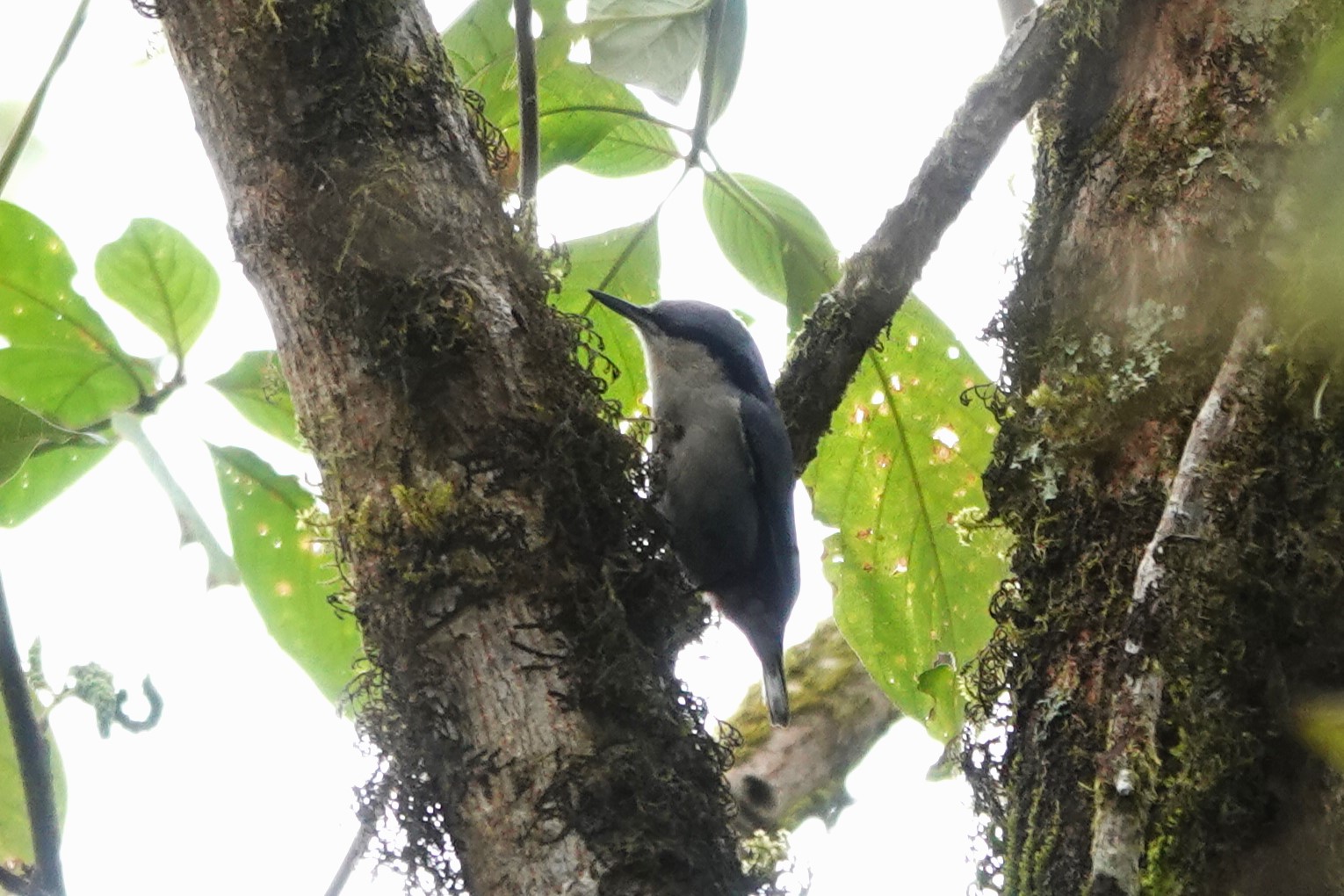 Chestnut-vented Nuthatch
