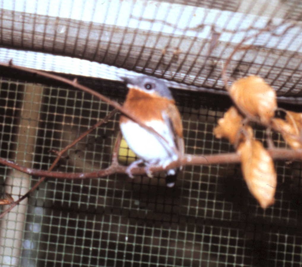 Chestnut wattle eye female
