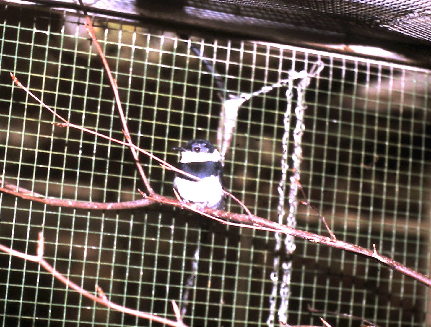 chestnut wattle-eye male