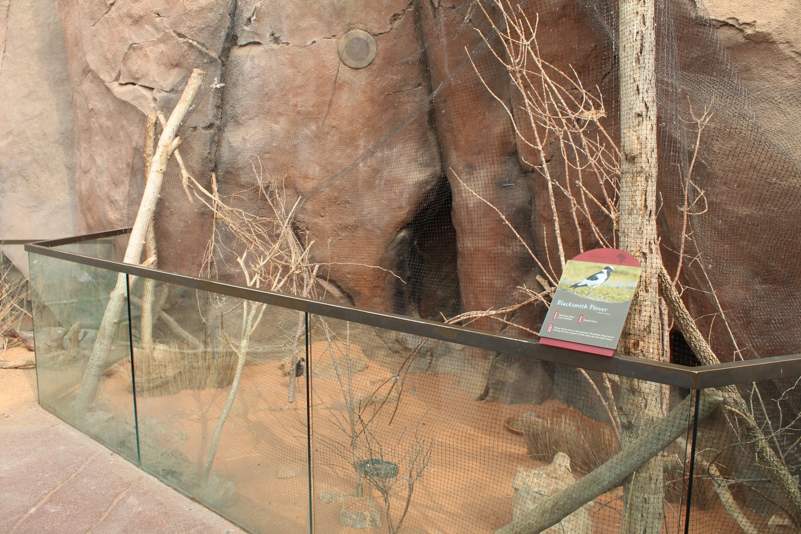 Chestnut Weaver & Blacksmith Plover Exhibit - Desert Dome