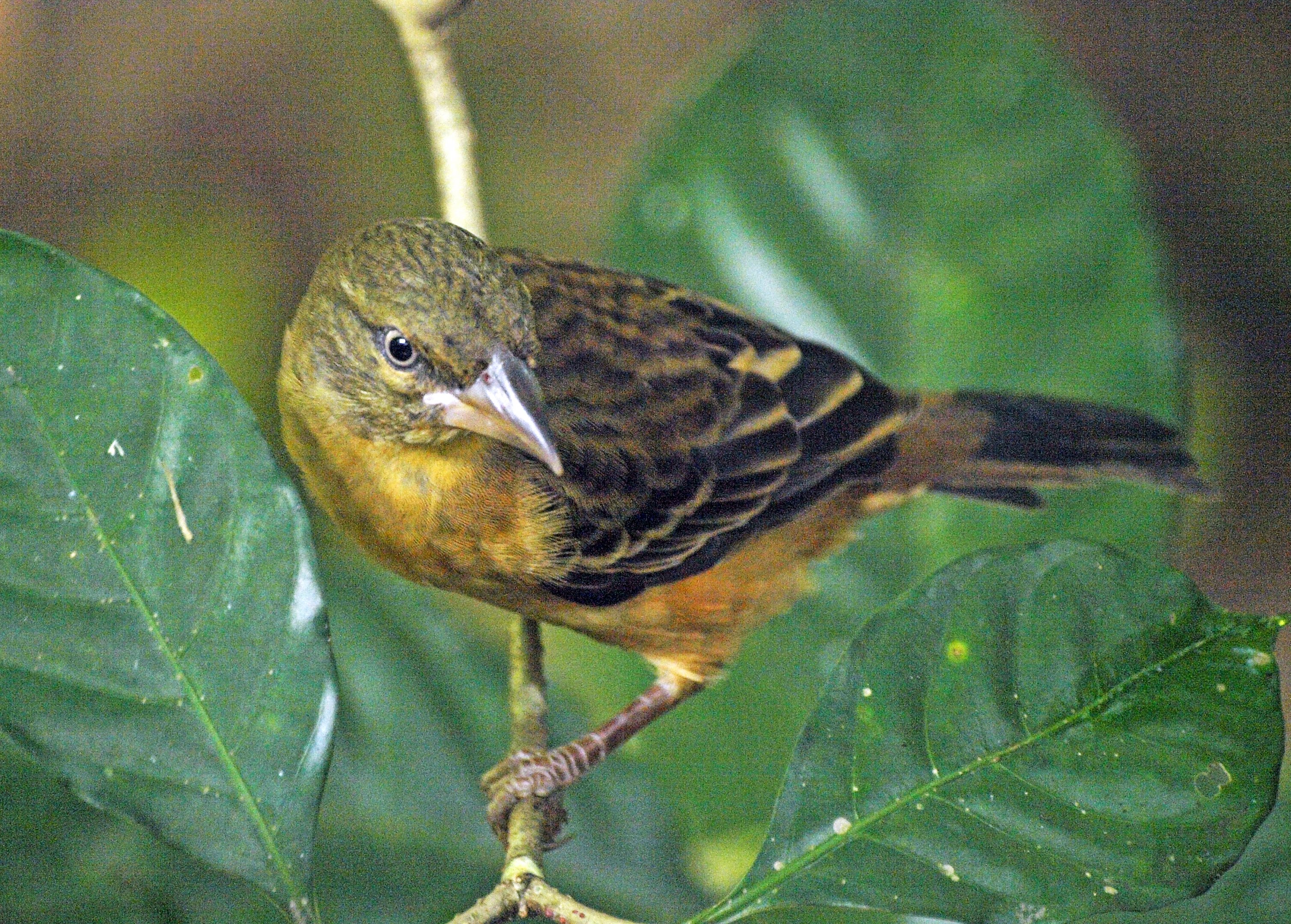Chestnut weaver hen
