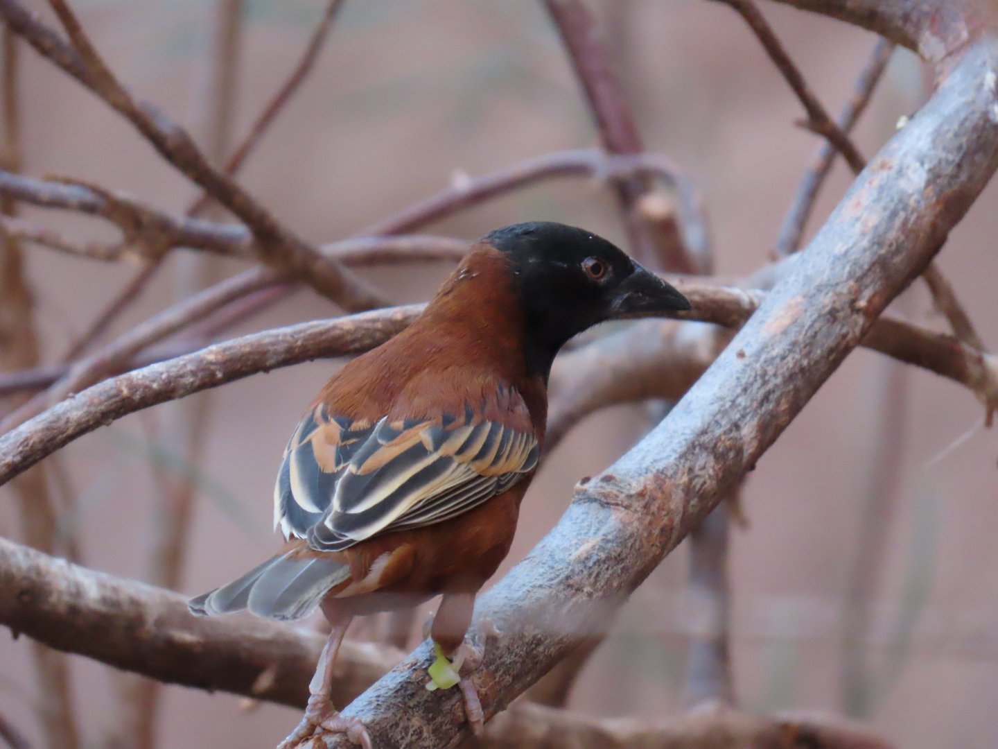 Chestnut Weaver (Ploceus rubiginosus)