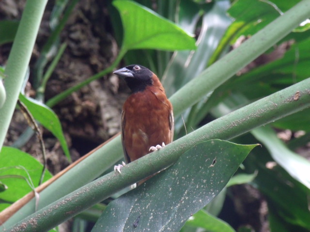 Chestnut Weaver