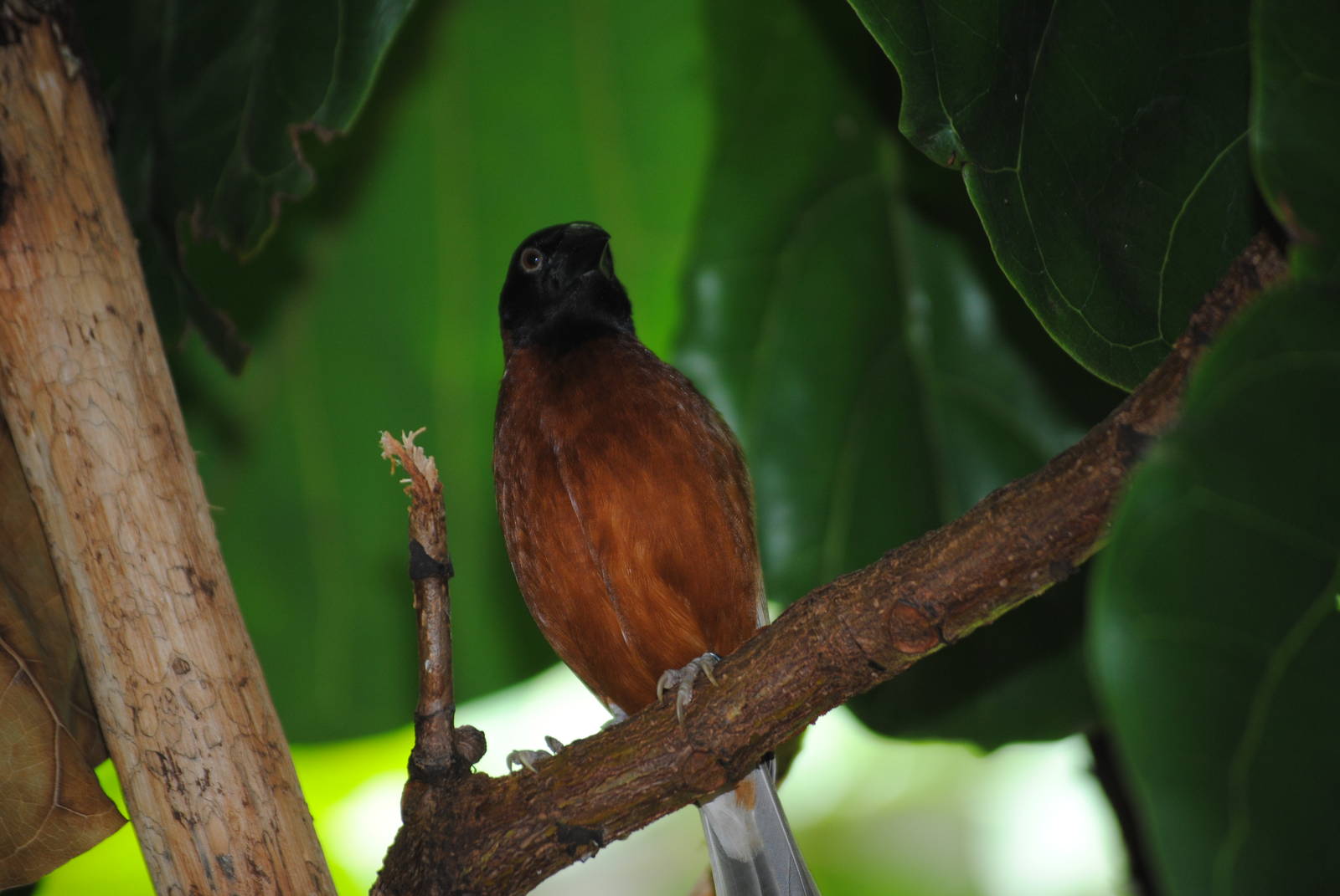 Chestnut Weaver