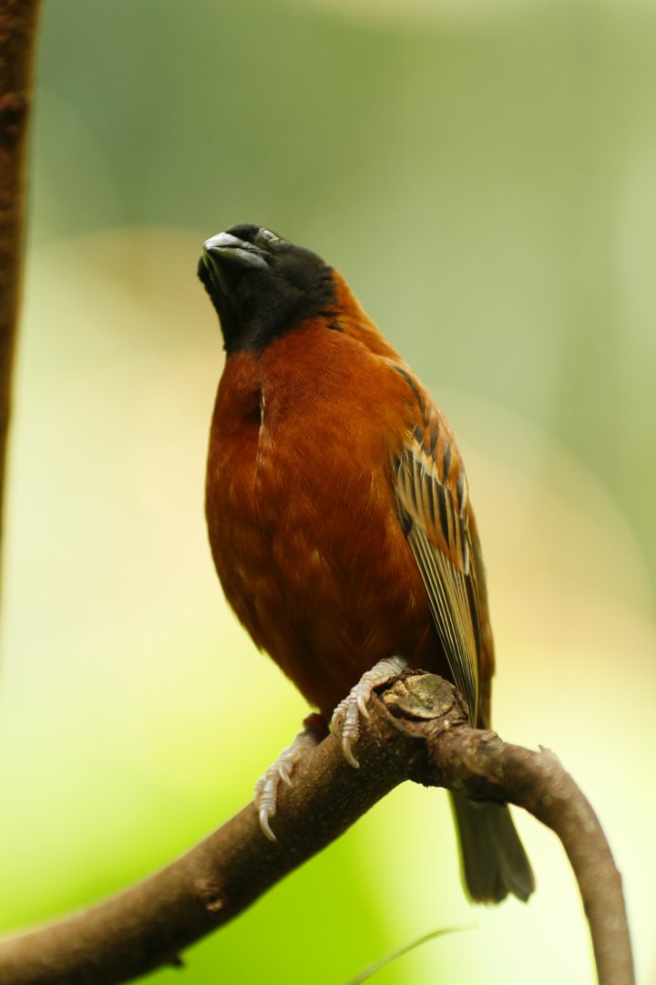 Chestnut weaver