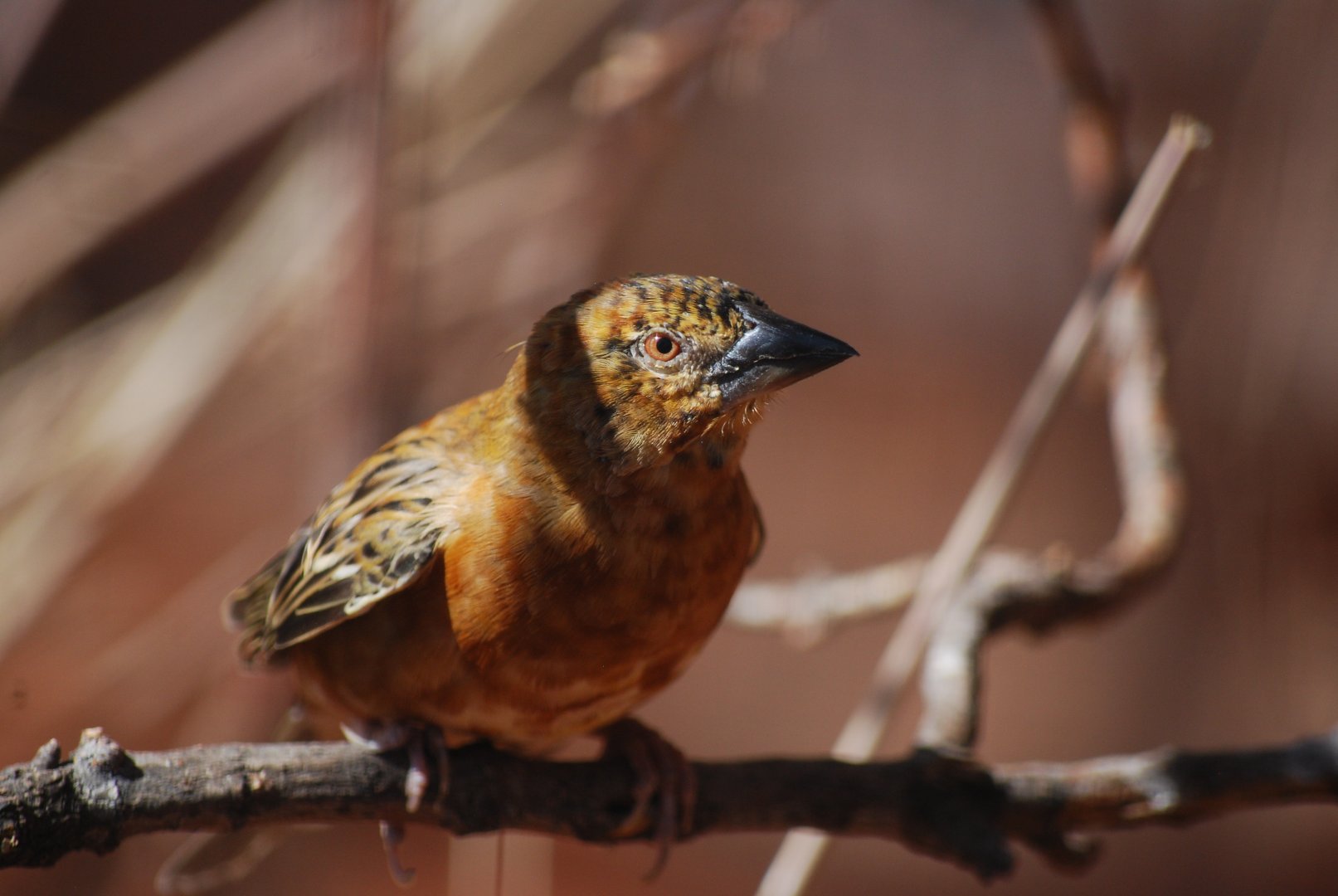 Chestnut Weaver