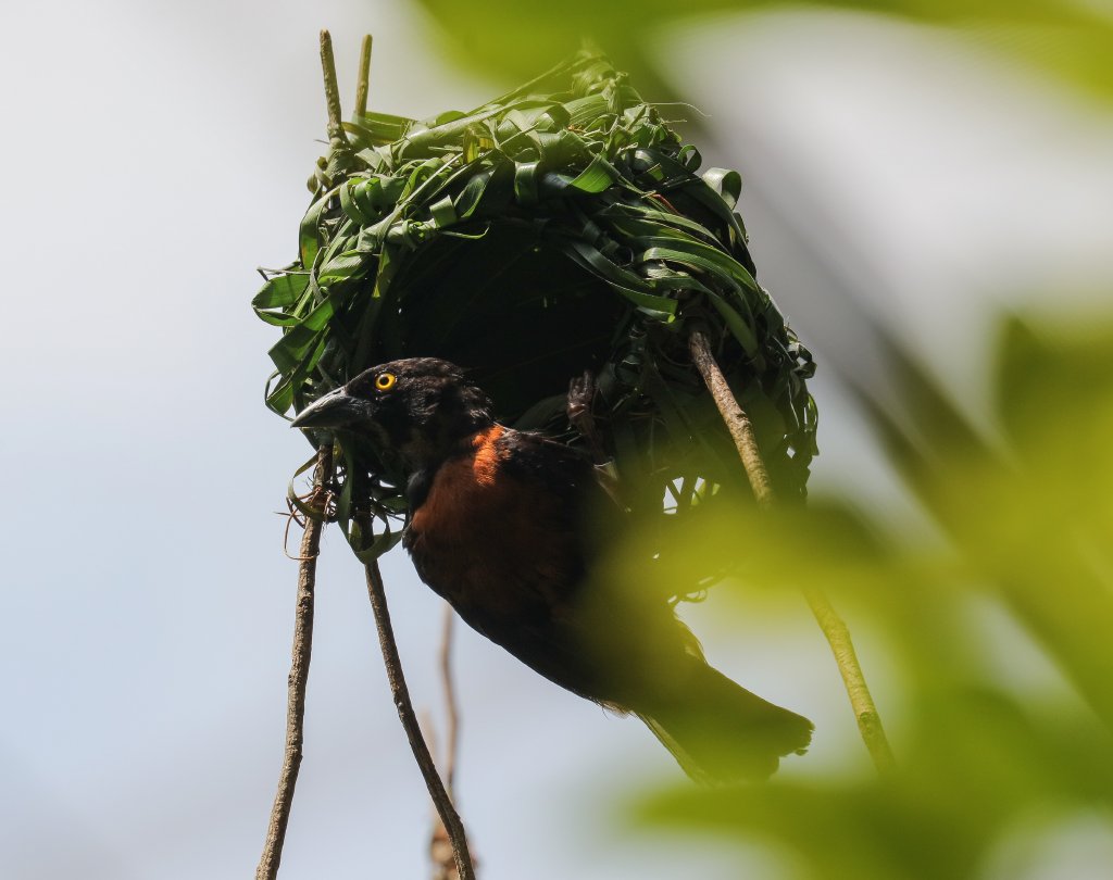 Chestnut Weaver