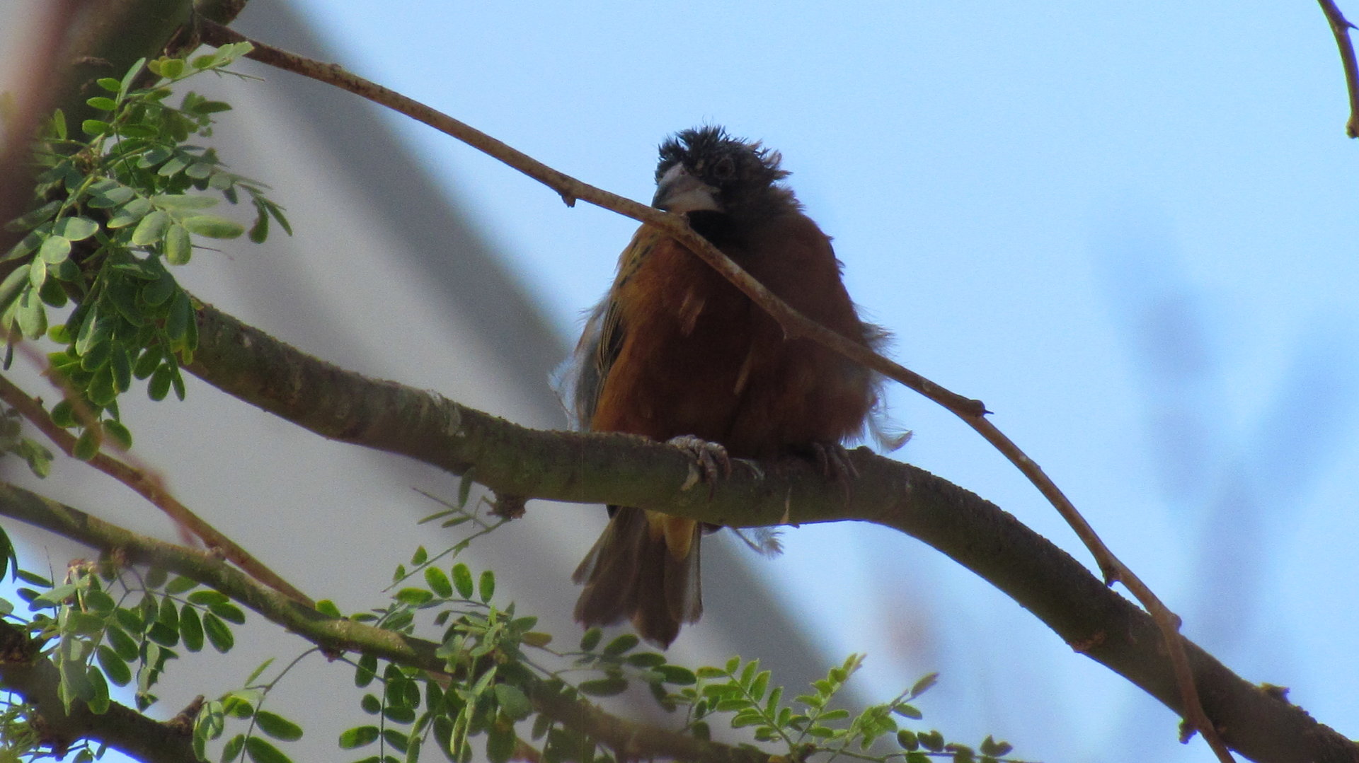 Chestnut Weaver