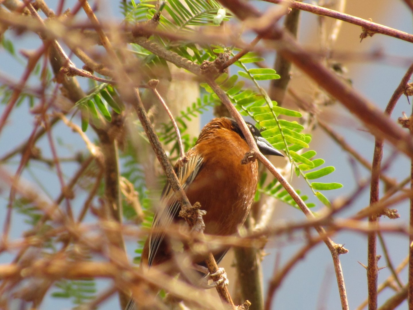 Chestnut Weaver