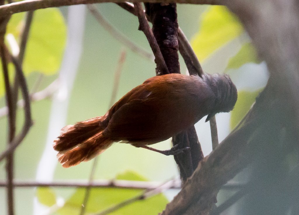 Chestnut-winged Babbler