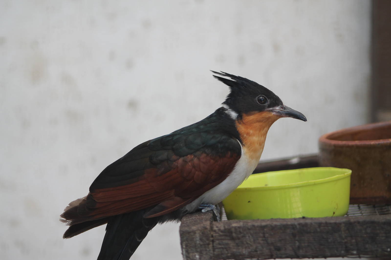 chestnut-winged cuckoo (Clamator coromandus)