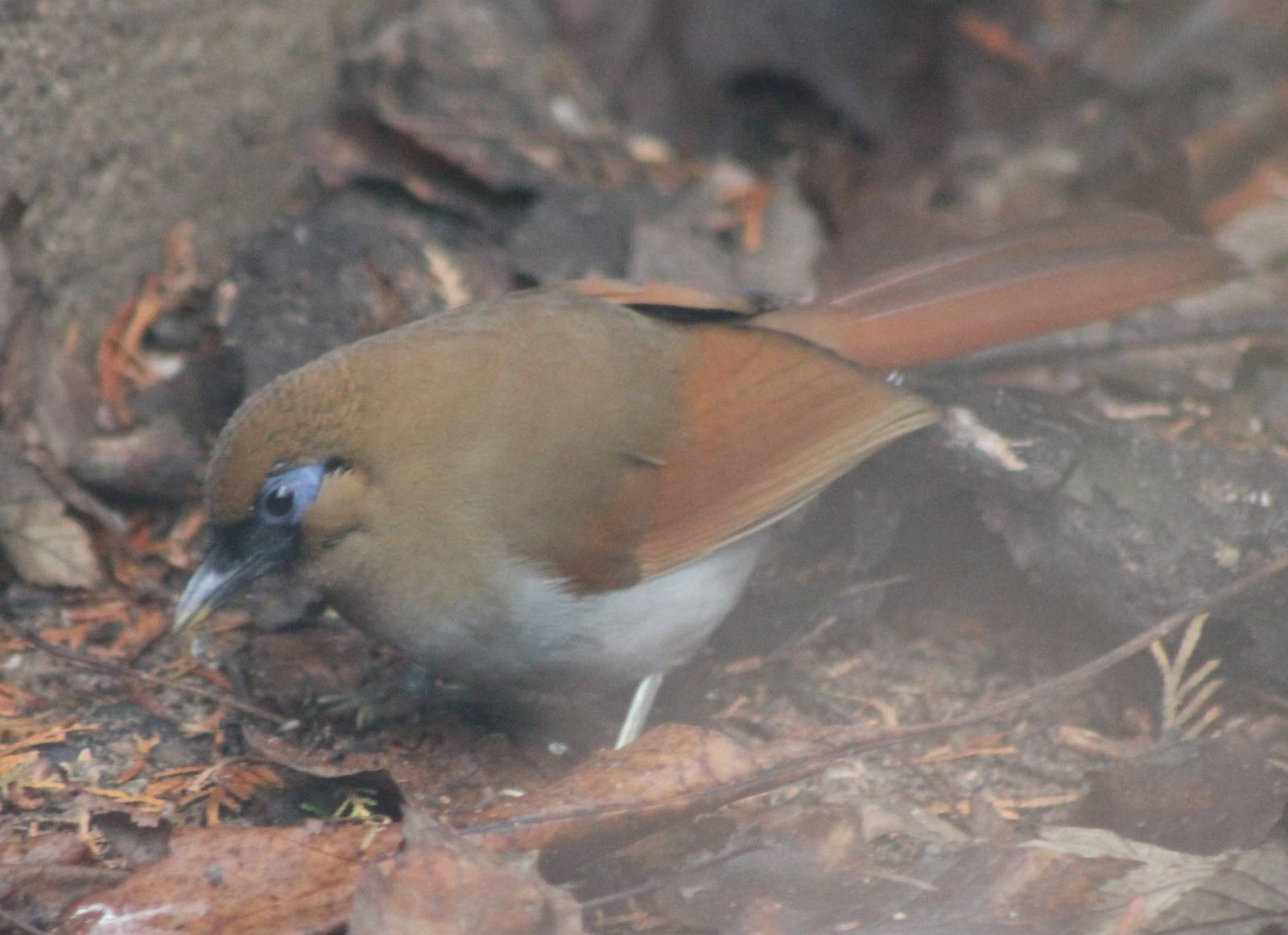 Chestnut-winged laughing-thrush