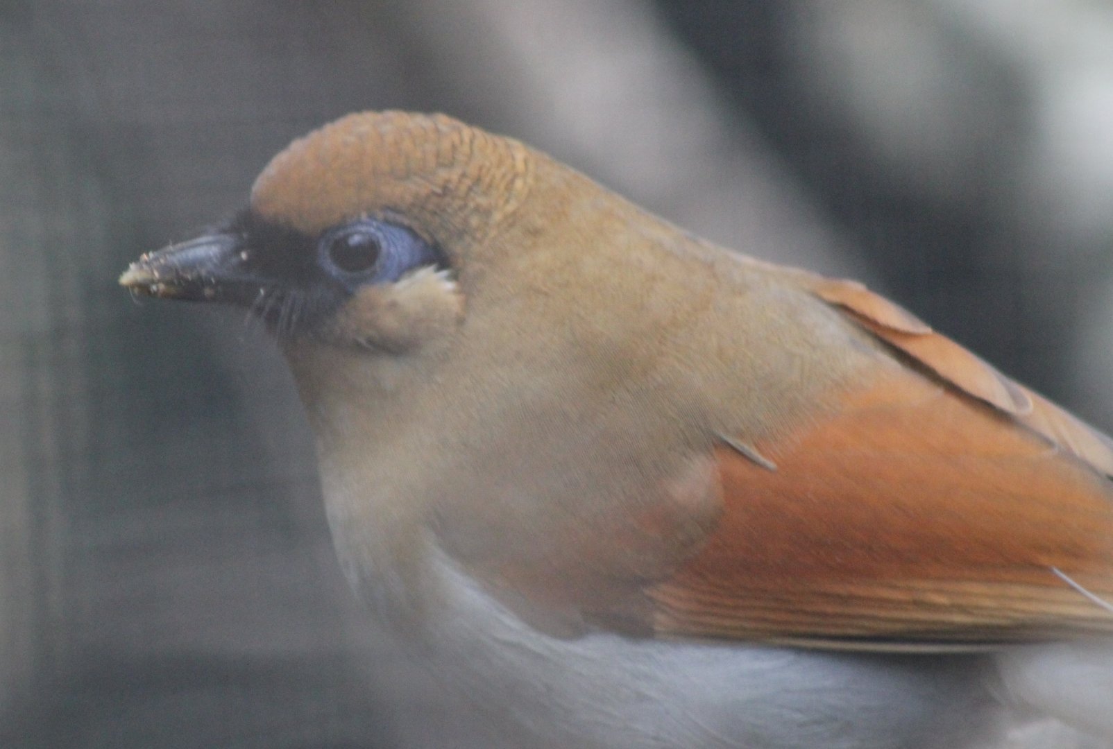 Chestnut-winged laughing thrush