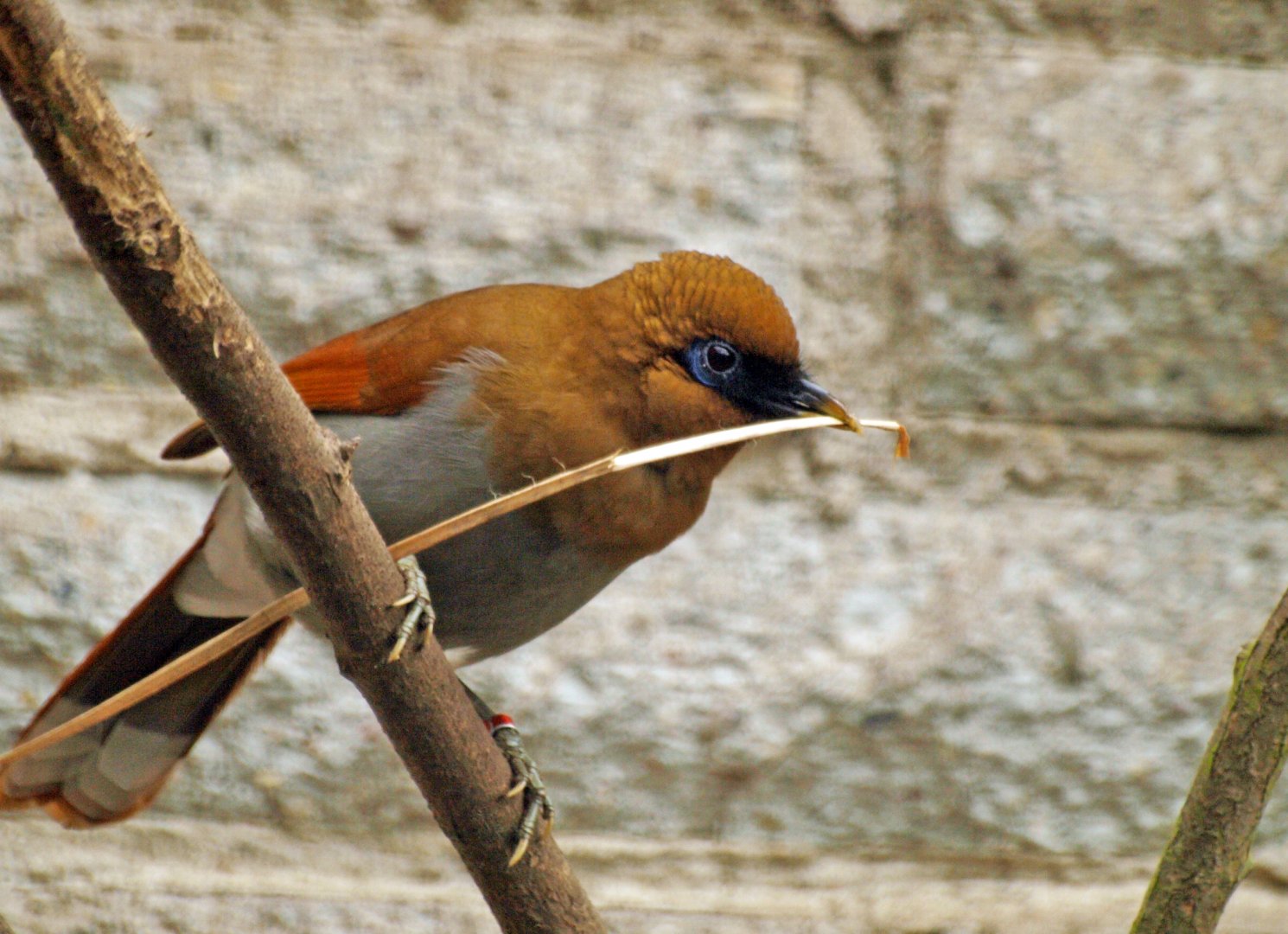 Chestnut-winged Laughing thrush
