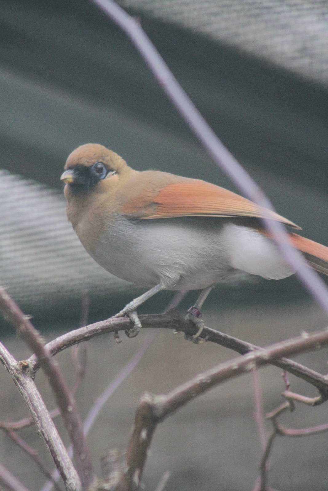 Chestnut-winged Laughingthrush (Garrulax berthemyi)