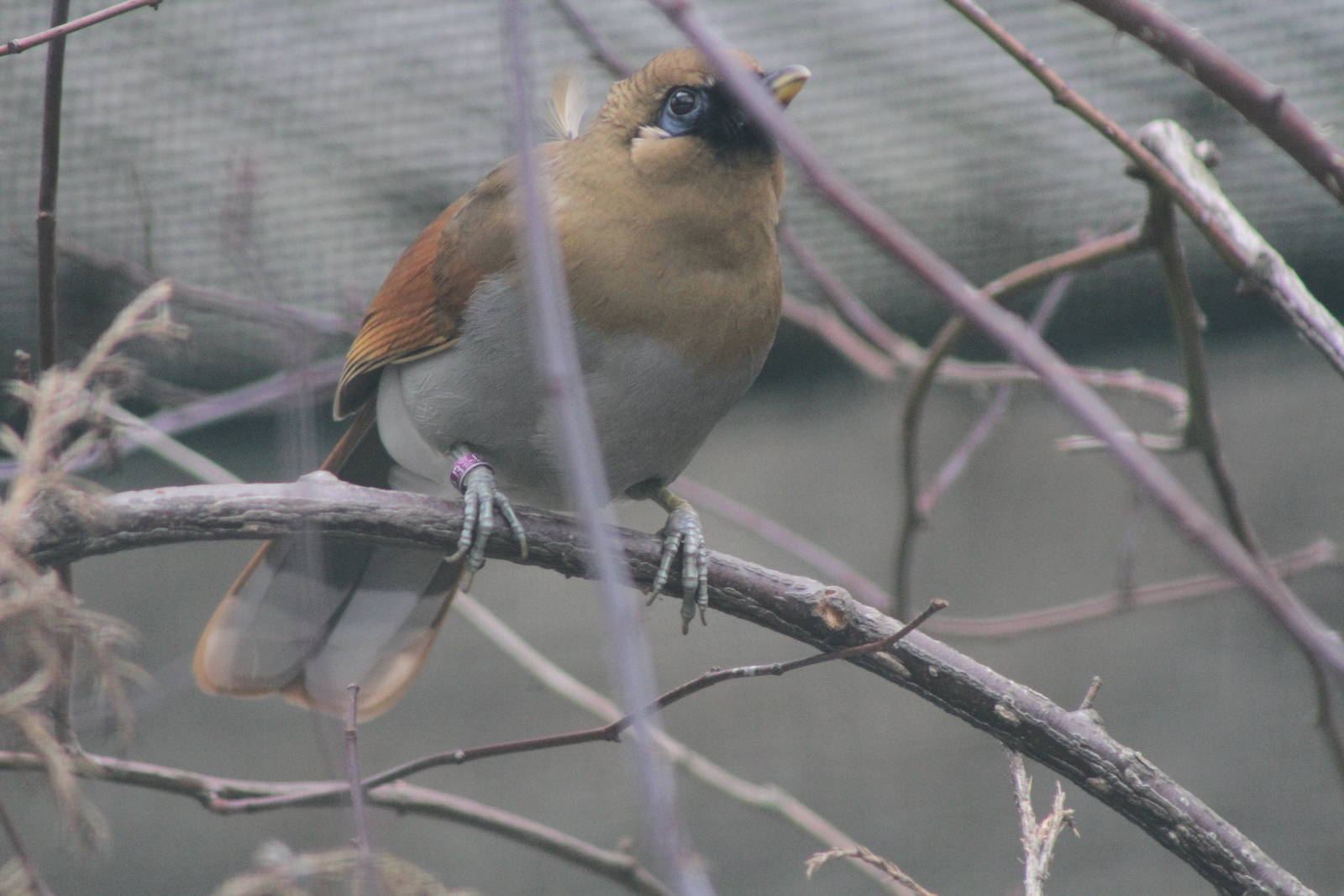 Chestnut-winged Laughingthrush (Garrulax berthemyi)