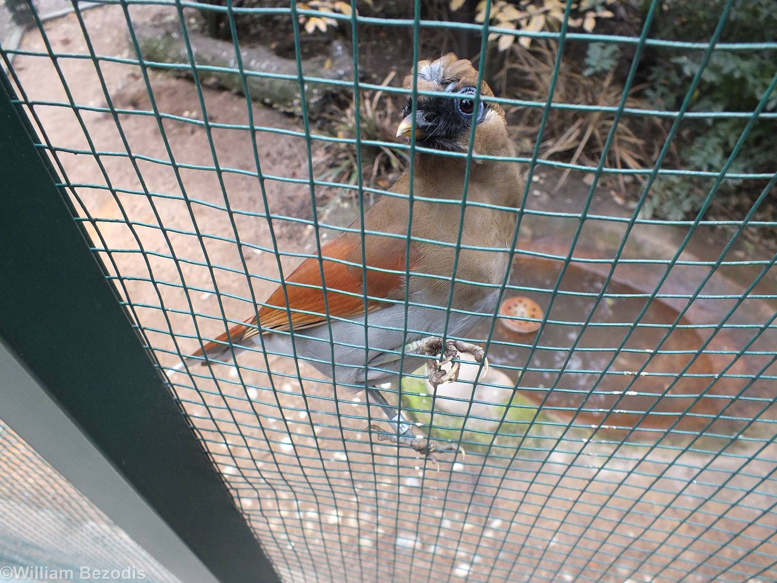 Chestnut-winged Laughingthrush