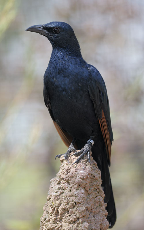 Chestnut-winged starling or red-winged starling