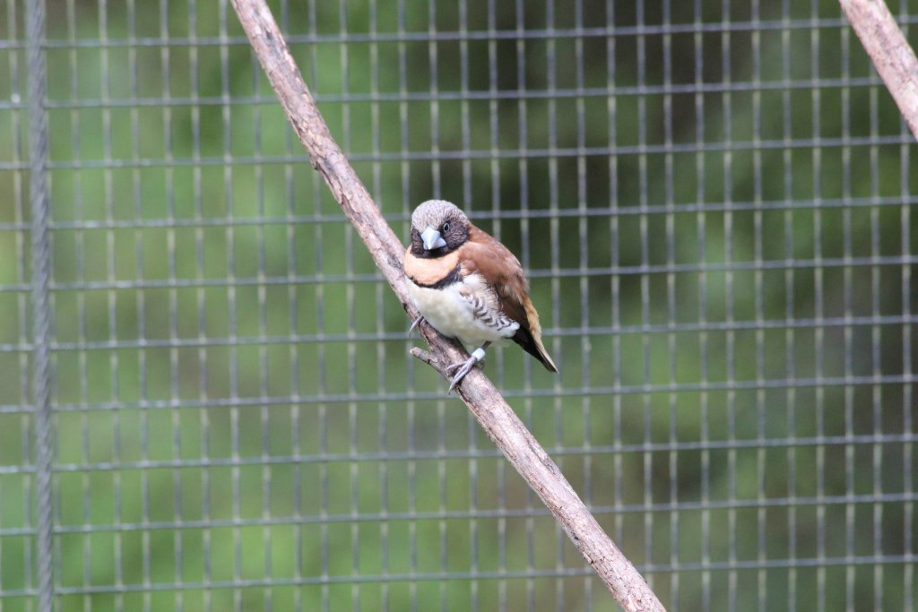 Chestnutbreasted Finch