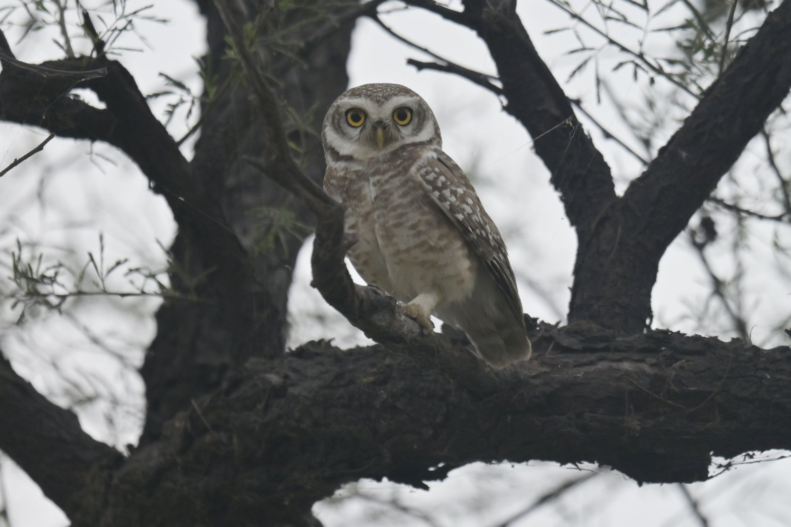 Chevêche brame Athene brama