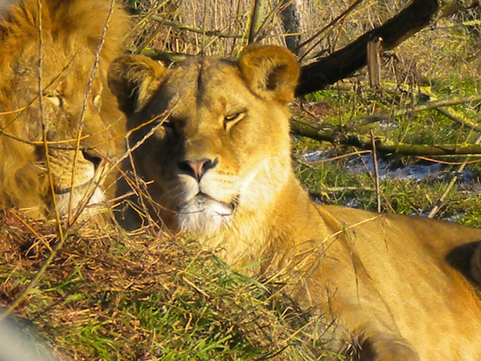 Chevelle African Lionesses.