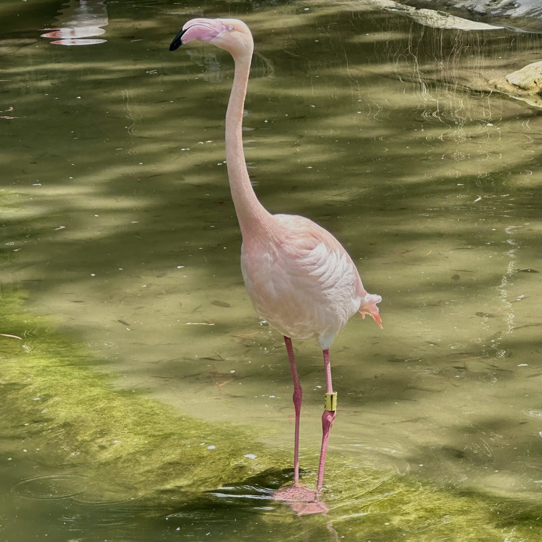 Cheviot (Male Greater Flamingo)