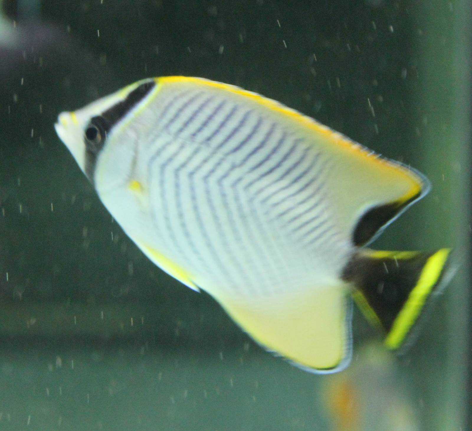 Chevron butterflyfish -Chaetodon trifascialis