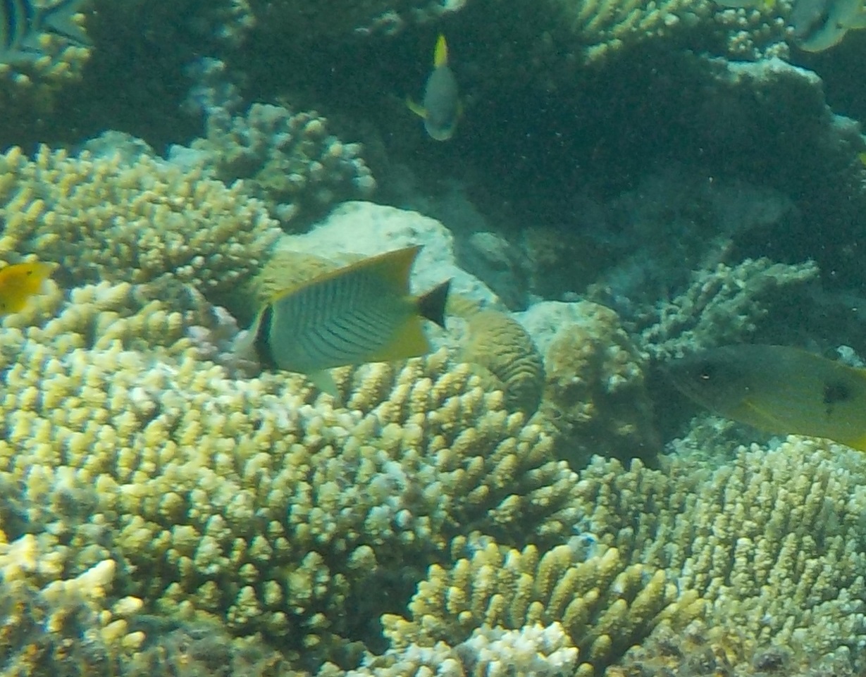 Chevron butterflyfish - Chaetodon trifascialis