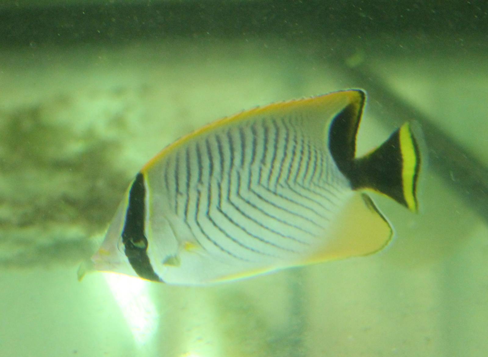 Chevron butterflyfish