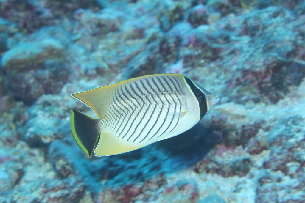 Chevron Butterflyfish