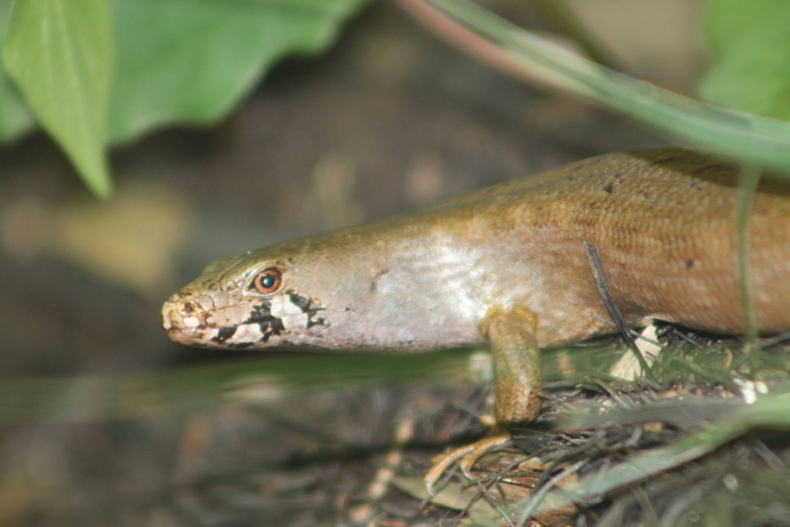 chevron skink (Oligosoma homalonotum)