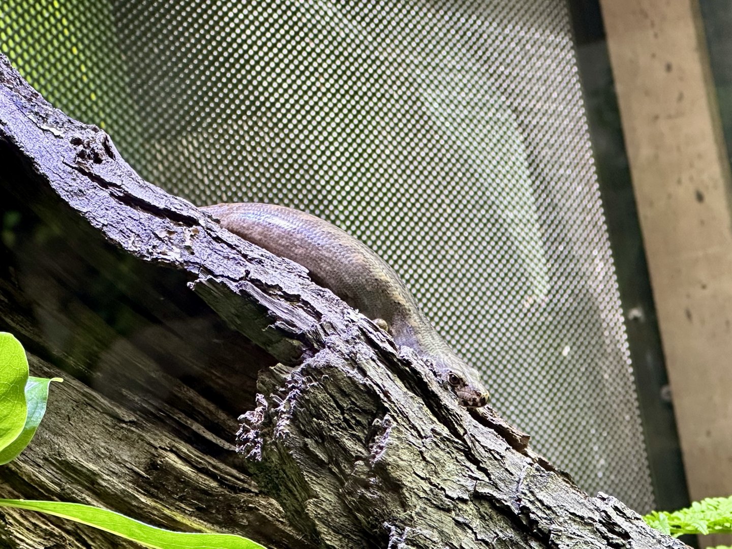 Chevron skink (Oligosoma homalonotum)