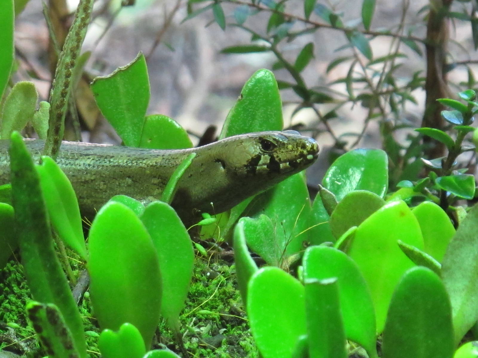Chevron Skink - Te Wao Nui, Auckland Zoo 2011