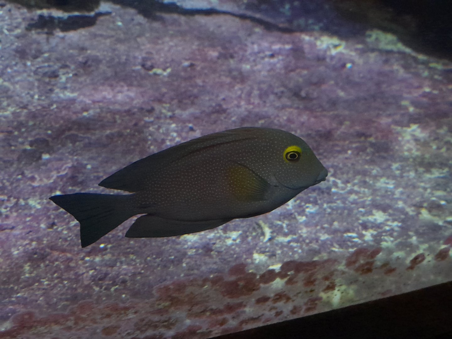 Chevron tang
