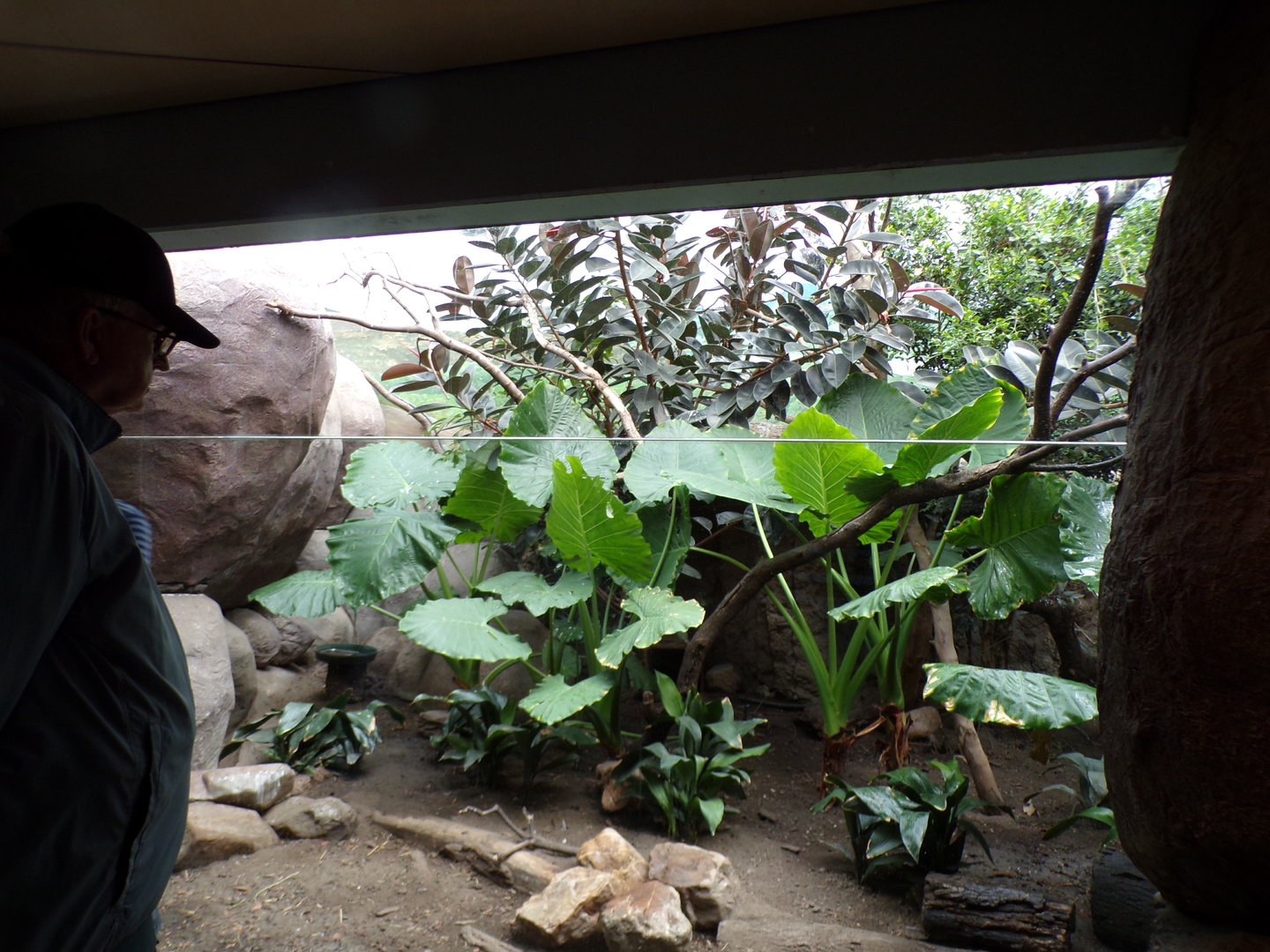 Chevrotain and mixed bird enclosure 13.7.23
