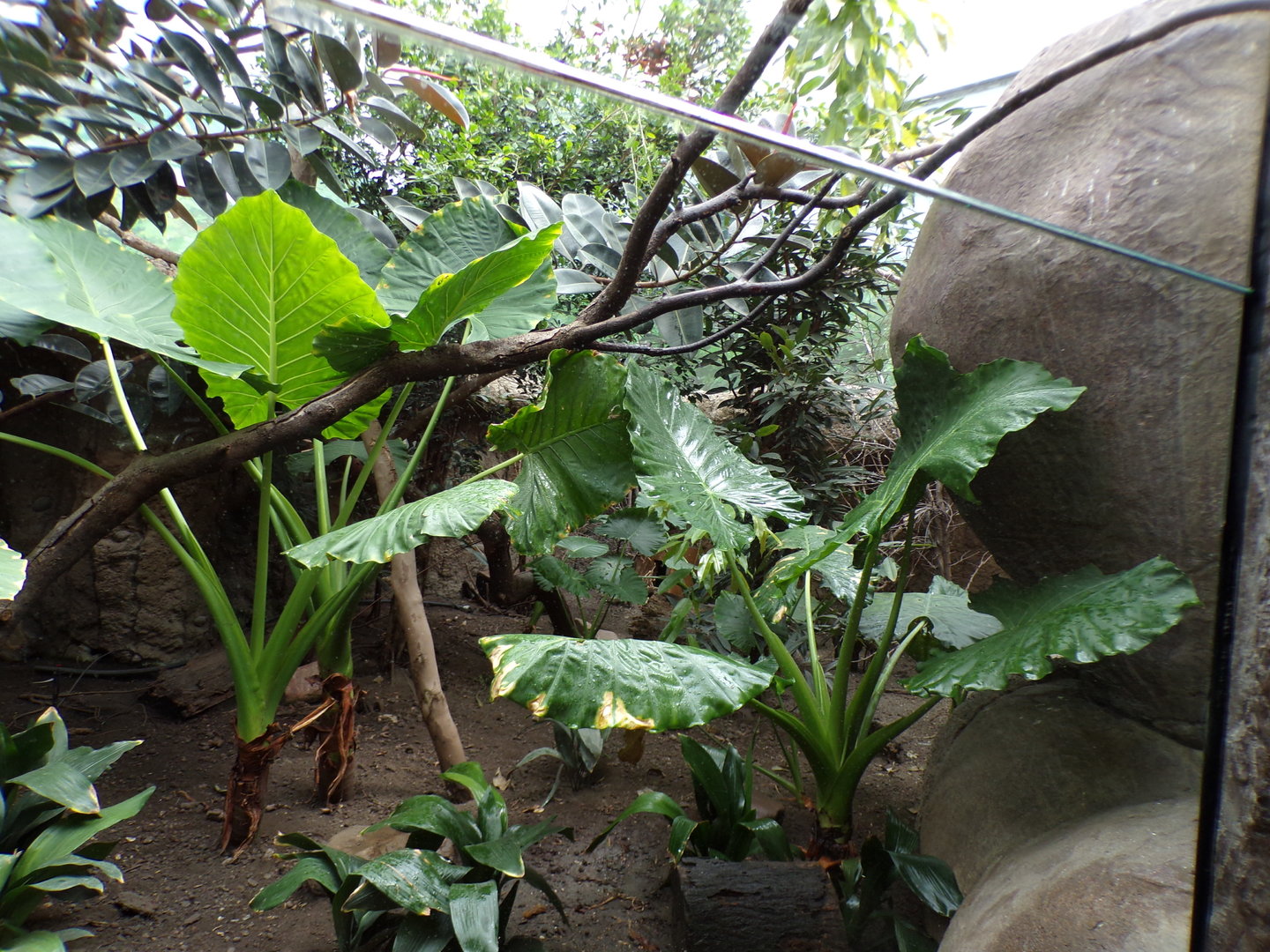 Chevrotain and mixed bird enclosure 13.7.23