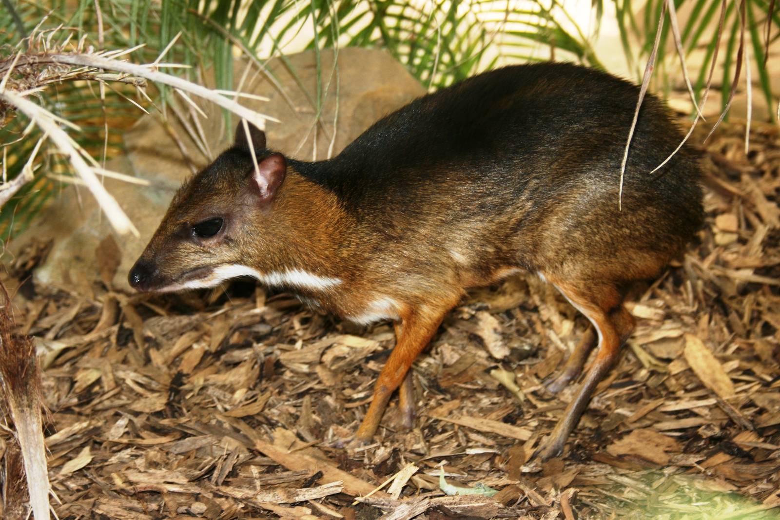 Chevrotain; Colchester Zoo; 5th June 2010